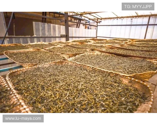 云开茶业有限公司专注传统工艺与现代科技结合，提升茶叶品质实现品牌持续发展